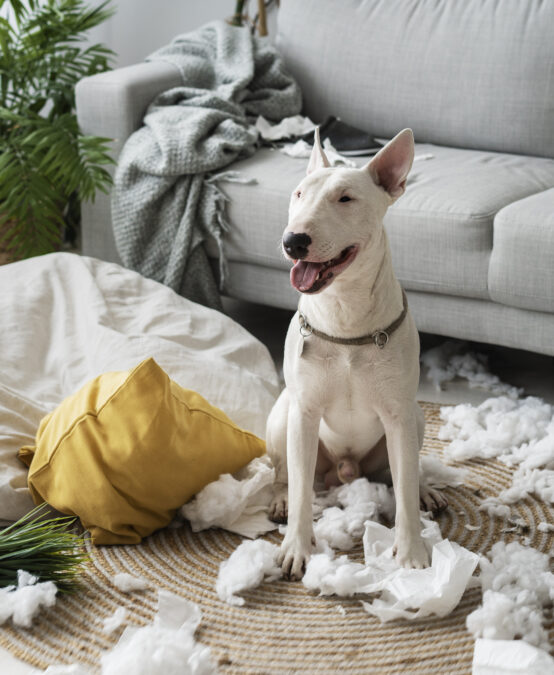 Проектирование мебели с учетом потребностей вашей собаки: что делать, если питомец грызет мебель